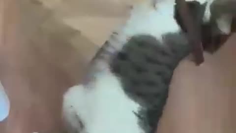 Dogs and cats funny stories