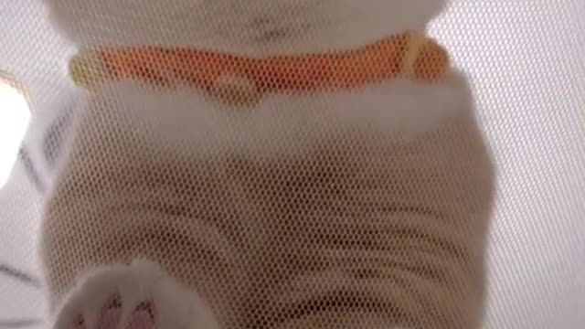 Cat video Playing Beautifull cat video Playing