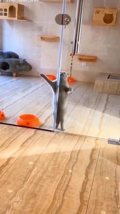 Super Funny Cat | Funny Cute Cat Having Fun | Funny Cute Cat