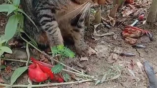 A cat punching a lizard