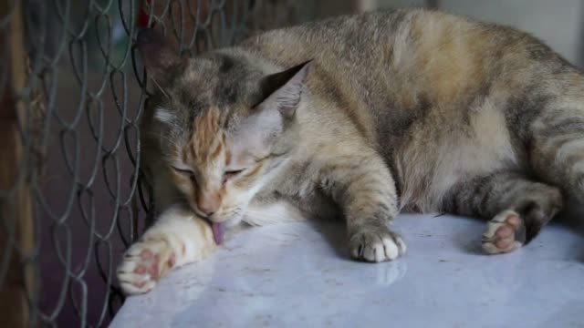 Brown cat lay sleep and lick its paws grooming lazing around slow motion