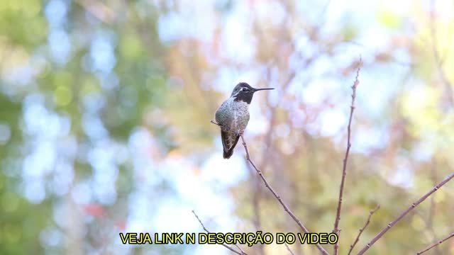 DOIS PÁSSAROS QUE ALEGRAM O NOSSOS DIAS/TWO BIRDS THAT CHEER OUR DAYS