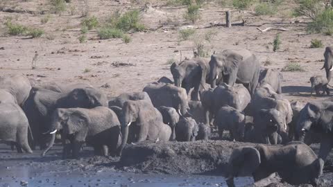 Herd of African Bush elephants arriving at a waterhole