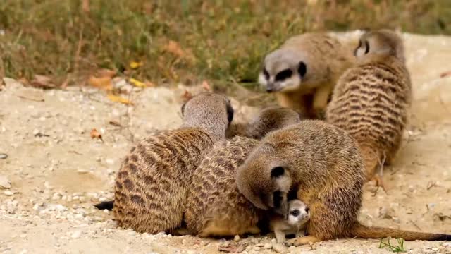 Meerkat Mammal Cub animal video hd