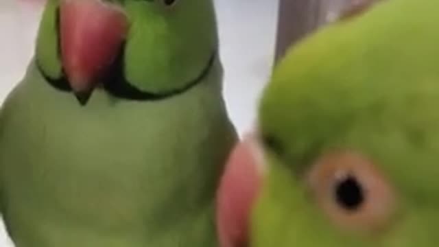 Great Indian parrot videos