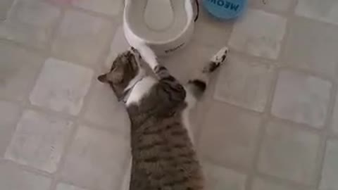 Grey black cat lays near water bowl