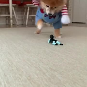 Cute Dog Funny Videos. #FunnyAnimalVideos