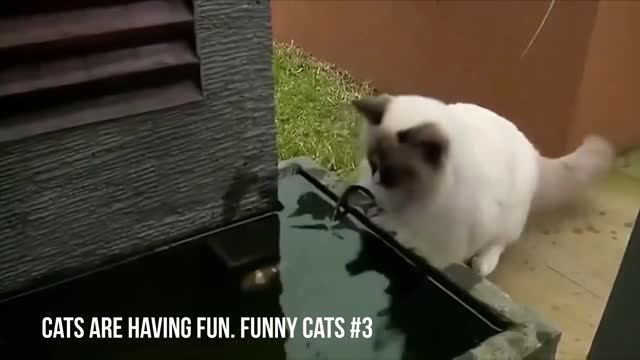 Cats are having fun. Funny cats #3