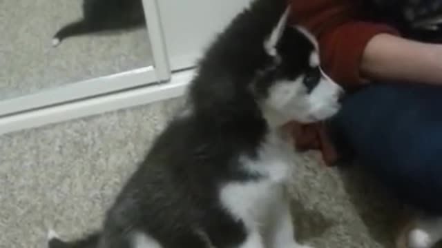 Siberian Husky 🐕🐕Howls at mobile phone 📱📱