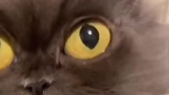 Big eyed cat