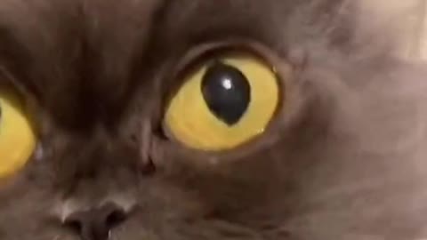 Big eyed cat