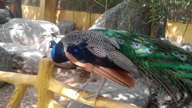 Peacock likes to walk around on a single log