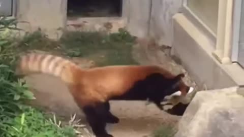 Red panda encounters a stone and sees it as a danger