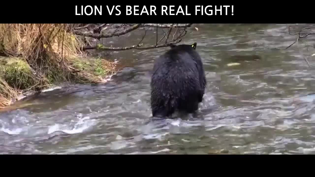 lion vs bear fight