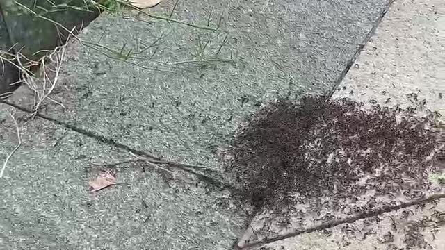 Meet a group of ants in a meeting
