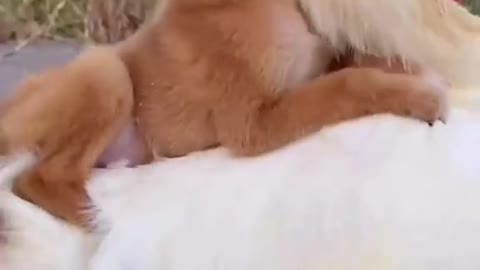 An adorable puppy riding a white rooster