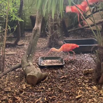 Our absolute stunning scarlet ibis 😍