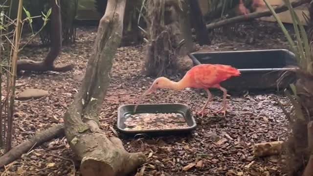 Our absolute stunning scarlet ibis 😍