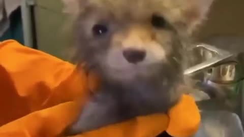 Zorrito bebé con los ojos llorosos persigue a una pareja en el bosque suplicando ayuda