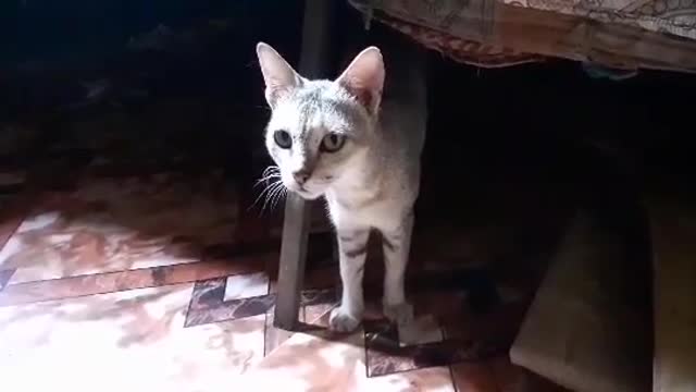 Cat Videos Funny Short