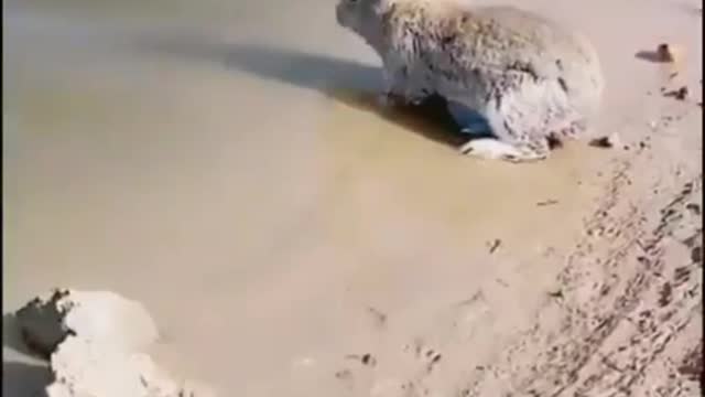 Wildlife Special