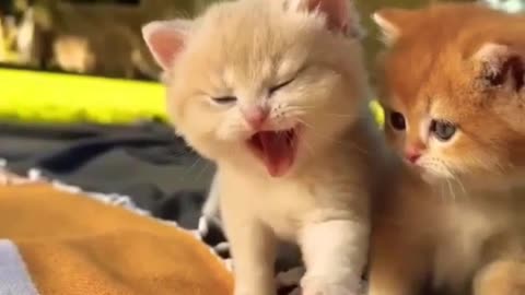 Cute cats