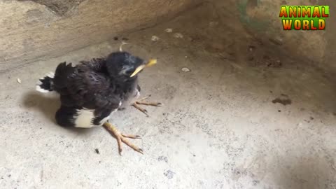 Baby bird