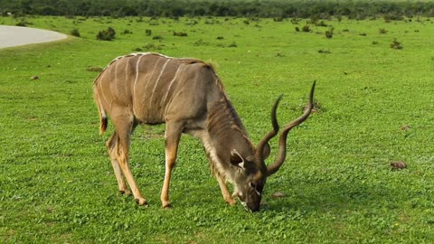 Meerket , African Antilope ,Otter are doing funny activities