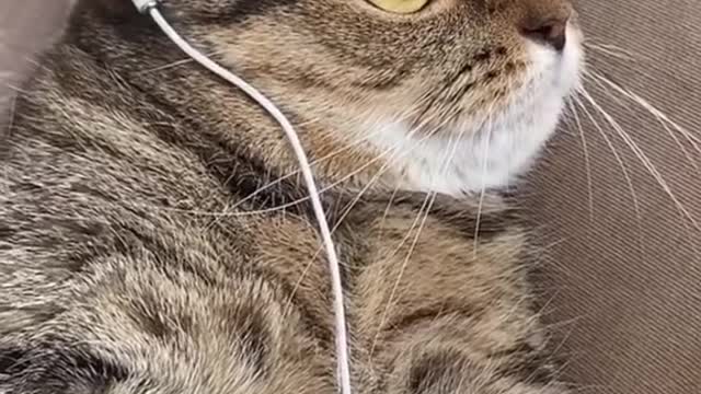 Cat Listening To Music