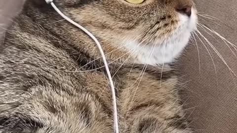 Cat Listening To Music