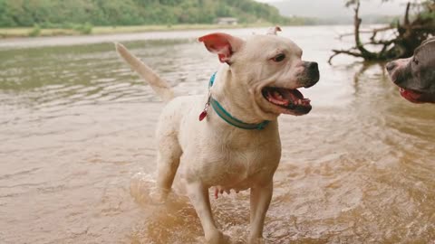 Dogs Playing cachorro