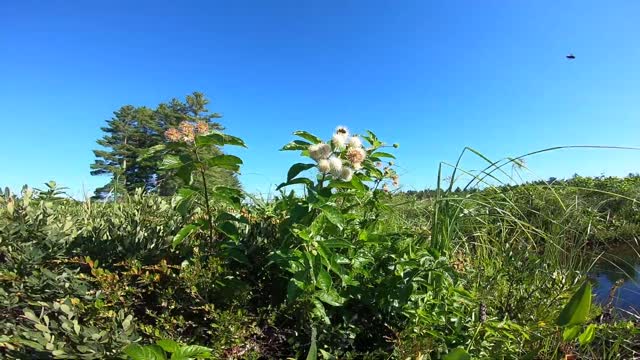 Sugar Shack Buttonbush