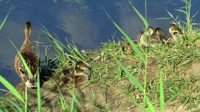 Mother duck with her chicks