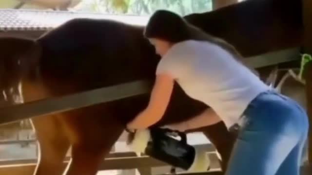 A horse enjoys orgasm by a girl