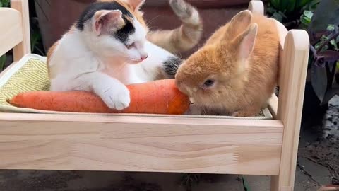 The cat feeds the little bunny carrots.