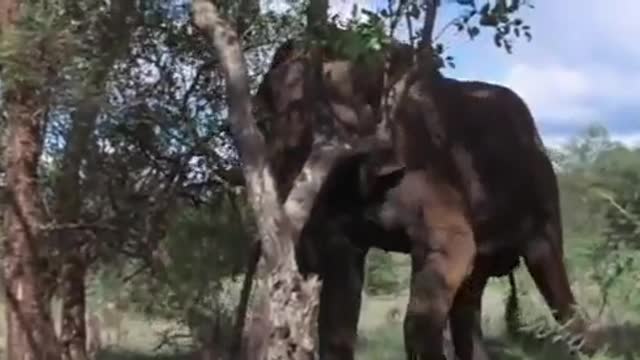 Funny Drunken animals of Africa