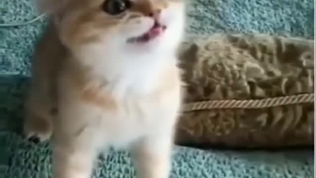 funny dog and cat videos 🐶 😻 try not to laugh 😻