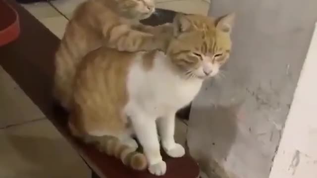 ΒΡΕΘΗΚΕ Ο ΓΑΤΟΣ ΜΑΣΕΡ.