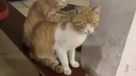 ΒΡΕΘΗΚΕ Ο ΓΑΤΟΣ ΜΑΣΕΡ.