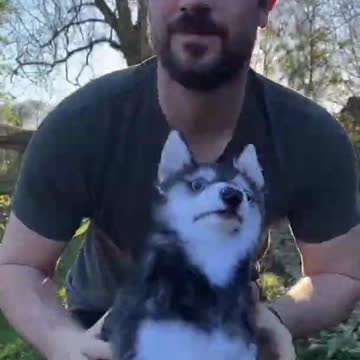 Ultimate Baby Dogs - Cute and Funny Dog Videos Compilation #Shorts