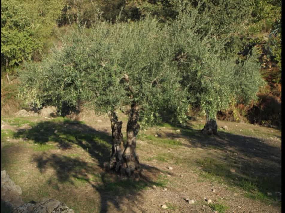 Oliveira ( Olea europaea L ) serve para Prevenir a pressão alta