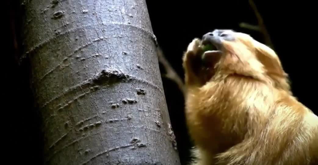 Mico Leão Dourado is in extinction in the Brazilian forests.