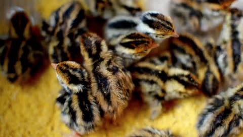#6 baby birds