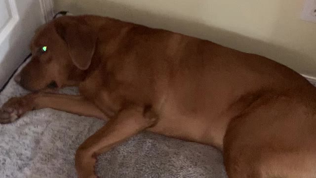 Banjo doesn’t mind the vacuum