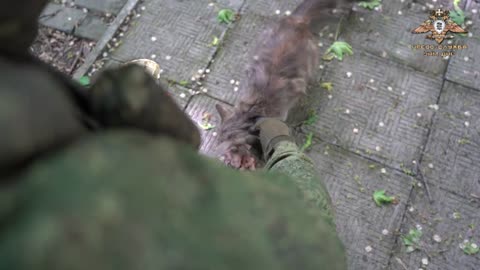 Russia Helps Abondened Cats & Dogs