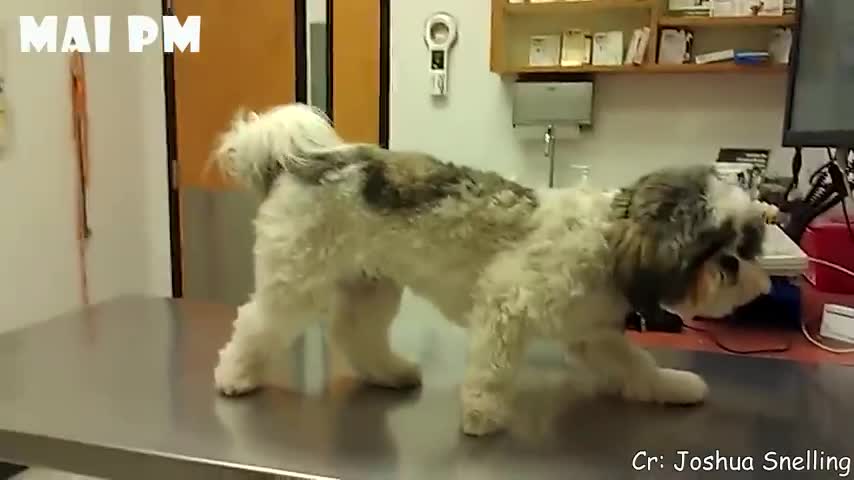 Funny Dogs Reaction To Vet 😆 You'll LAUGH more than you should!