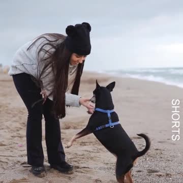WATCH : This adorable dog follows his mother's directions. #Shorts #Cute_Dog