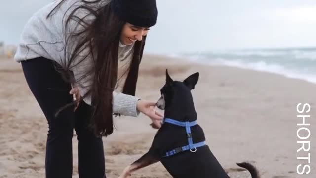 WATCH : This adorable dog follows his mother's directions. #Shorts #Cute_Dog