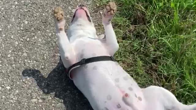 Bull Terrier Basking in the Sun