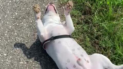 Bull Terrier Basking in the Sun